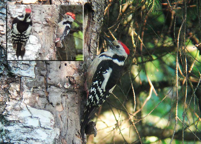 Tamme-kirjurähn (Dendrocopos medius)
Vana-Vastseliina, Võrumaa, 16.6.2005

UP
Keywords: middle spotted woodpecker