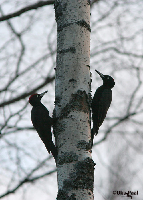 Musträhn (Dryocopus martius)
Laaksaare, Tartumaa, aprill 2007
Keywords: black woodpecker