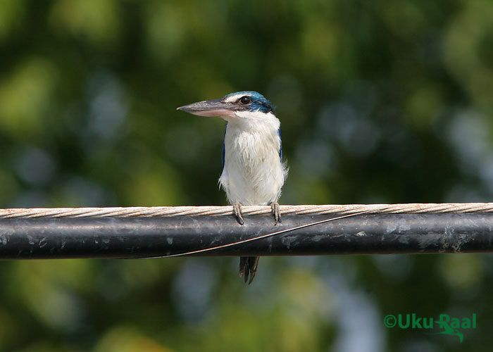 Todiramphus chloris
Chao Samran
Keywords: Tai Thailand collared kingfisher
