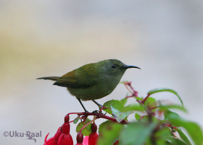 Aethopyga nipalensis
Doi Inthanon


Keywords: Tai Thailand green-tailed sunbird