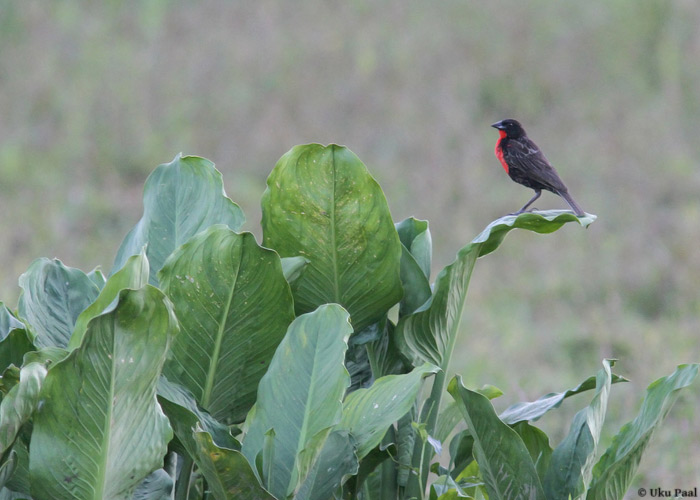 Sturnella militaris
Panama, jaanuar 2014

UP
Keywords: red-breasted blackbird