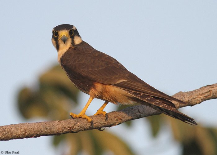 Tandempistrik (Falco femoralis)
Panama, jaanuar 2014

UP
Keywords: aplomado falcon