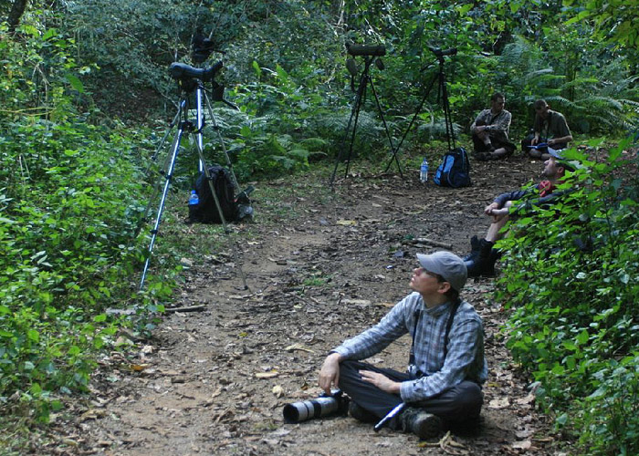 Vihmametsa staiamas
Birma, jaanuar 2012

Hannes Pehlak
Keywords: birders