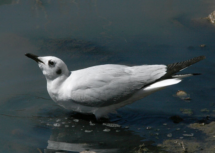 Andean Gull (Larus serranus)
Andean Gull (Larus serranus), Puno, Titicaca lake

RM

