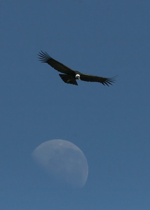 Andean Condor (Vultur gryphus)
Andean Condor (Vultur gryphus), Colca kanjon 

RM
