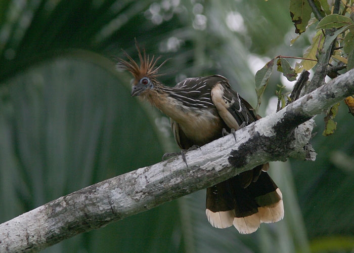 Hoatsiin (Opisthocomus hoazin)
Hoatsiin (Opisthocomus hoazin), liik, kes on tõestuseks, et linnud on arenenud roomajatest.

RM
