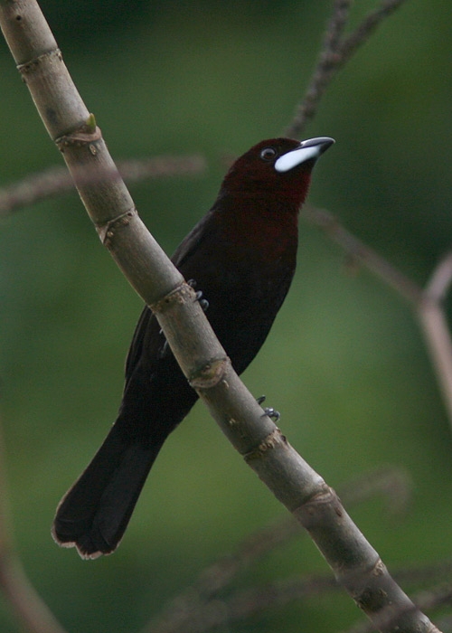 Silver-beaked Tanager (Ramphocelus carbo)
Silver-beaked Tanager (Ramphocelus carbo). Cumaceba lodge        

RM
