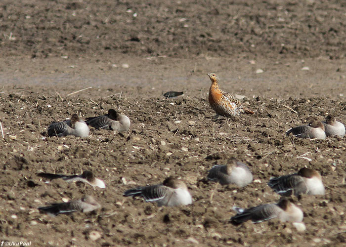 Metsis (Tetrao urogallus)
Ootamatu leid haneparvest! An unexpected find amongst a geese flock - female Capercaillie! Jõgevamaa, aprill 2013.

UP
Keywords: capercaillie