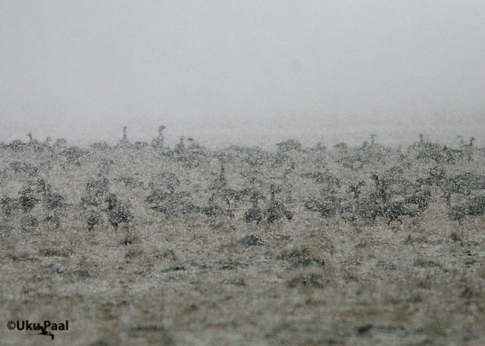 Suur-laukhani (Anser albifrons)
Aardla, Tartumaa, aprill 2007
Keywords: Greater White-fronted Goose Bean Goose