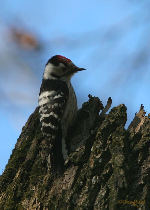 Väike-kirjurähn (Dendrocopos minor)
Tartu, Tartumaa, aprill 2007
Keywords: lesser spotted woodpecker