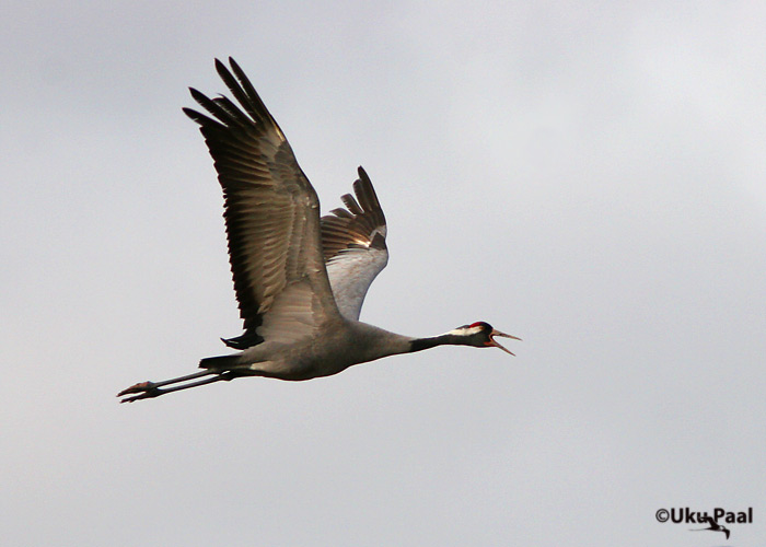Sookurg (Grus grus)
Tartumaa, aprill 2007
Keywords: common crane