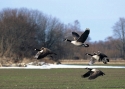 canada-geese.jpg