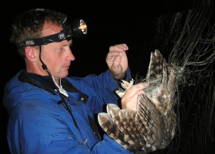 Mati kodukakku (Strix aluco) rõngastamas
Sõrve linnujaam, Saaremaa, oktoober 2005

UP
Keywords: ringing rõngastamine rõngastus Tawny Owl