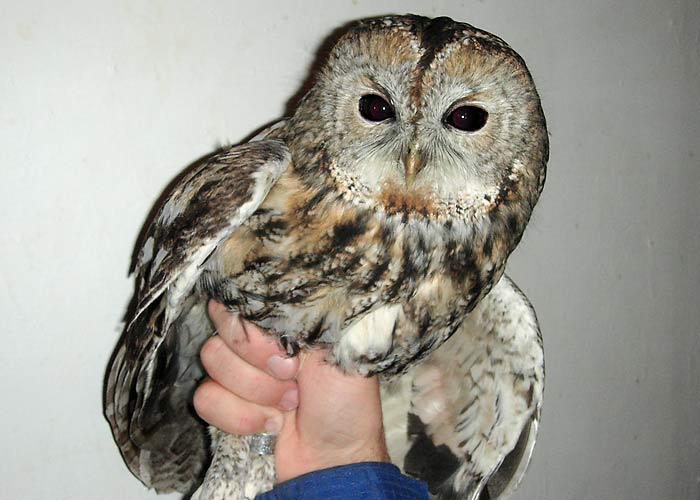Kodukakk (Strix aluco)
Sõrve linnujaam, Saaremaa, oktoober 2005

UP
Keywords: ringing rõngastamine rõngastus tawny owl