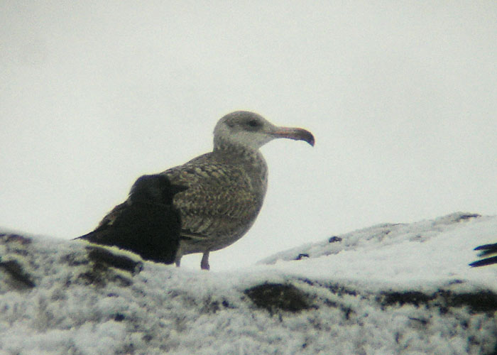 Hõbekajakas (Larus argentatus)
Aardlapalu prügila, Tartumaa, jaanuar 2007. Noka väärarenguga isend.

UP
Keywords: abberrations colour herring gull