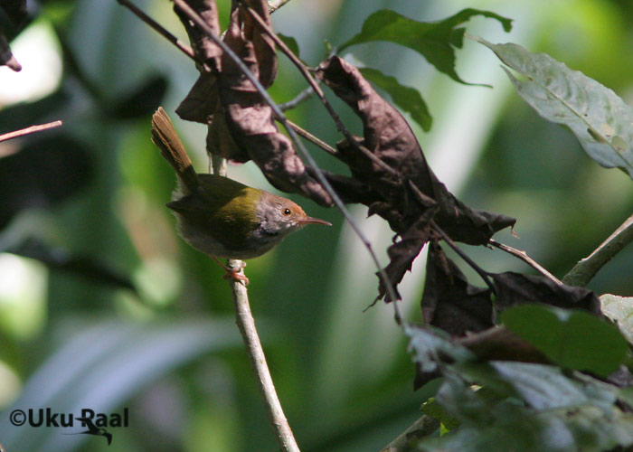 Orthotomus sutorius
Chiang Dao
Keywords: Tai Thailand common tailorbird