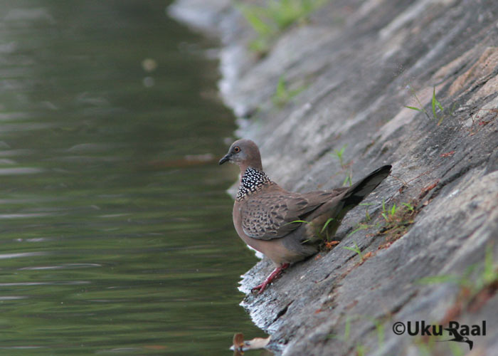 Streptopelia chinesis
Chiang Mai
Keywords: Tai Thailand   spotted dove