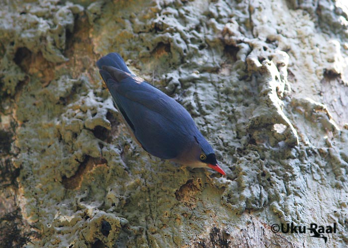 Sitta frontalis
Chiang Dao
Keywords: Tai Thailand velvet-fronted nuthatch