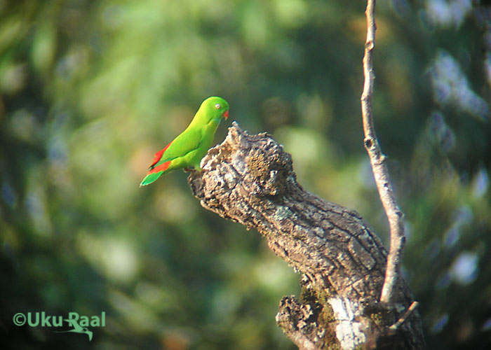 Loriculus vernalis
Kaeng Krachan
Keywords: Tai Thailand vernal-hanging parrot papagoi