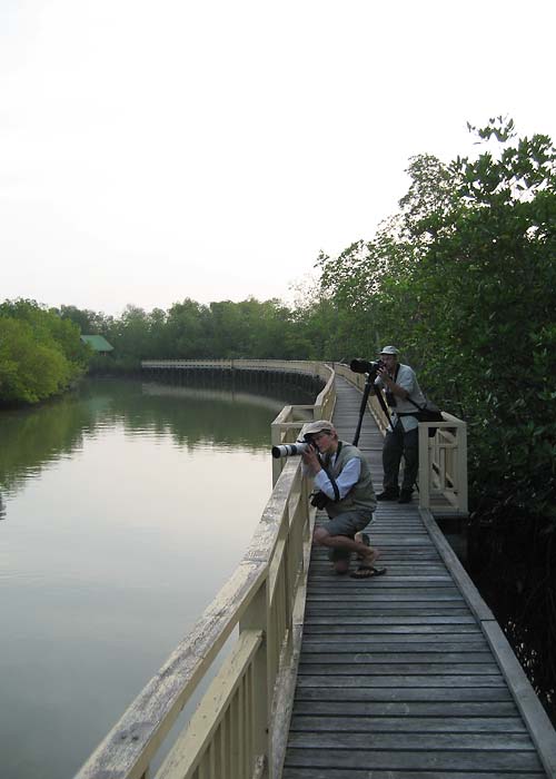 Matkarada mangroovimetsas
Chao Samran
Keywords: Tai Thailand mangrove
