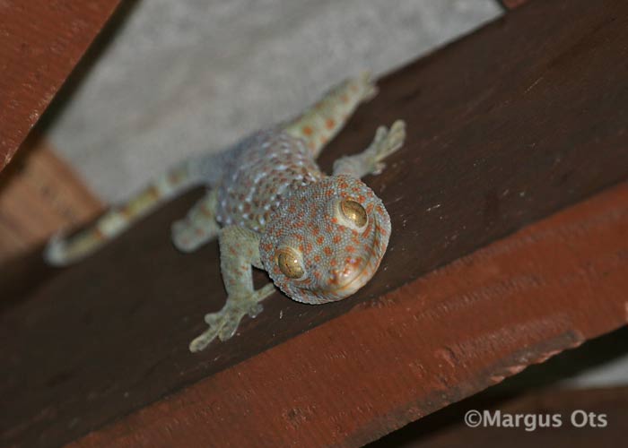 Geko
Doi Inthanon
Keywords: Tai Thailand gecko