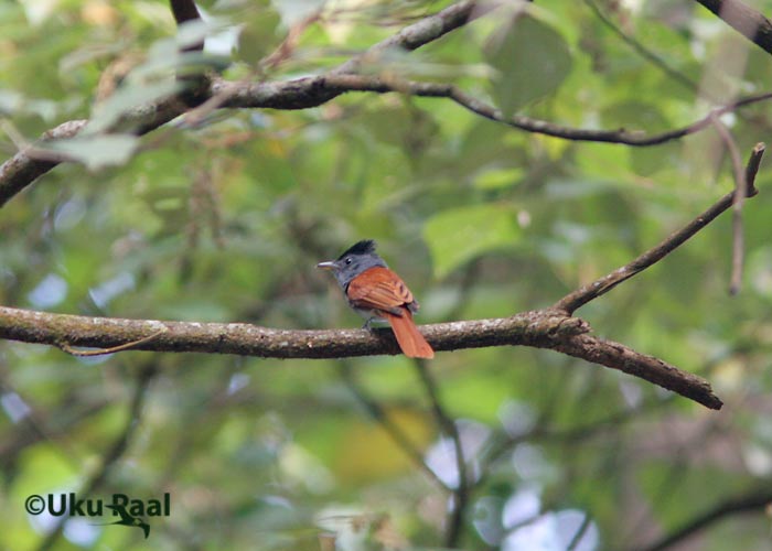 Tersiphone paradisi
Kaeng Krachan
Keywords: Tai Thailand asian paradise flycatcher