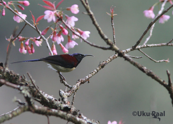 Aethopyga saturata
Ang Khang
Keywords: Tai Thailand black-throated sunbird