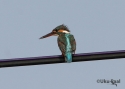 tcommon-kingfisher.jpg