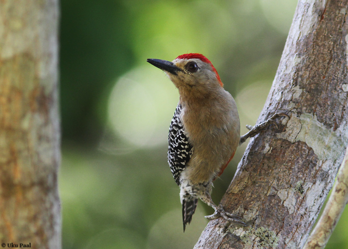 Väike-leeträhn (Melanerpes rubricapillus)
Kõige tavalisem rähniliik Panamas.

Panama, jaanuar 2014

UP
Keywords: red-crowned woodpecker