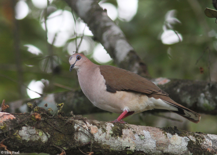 Võsa-manteltuvi (Leptotila verreauxi)
Panama, jaanuar 2014

UP
Keywords: white-tipped dove