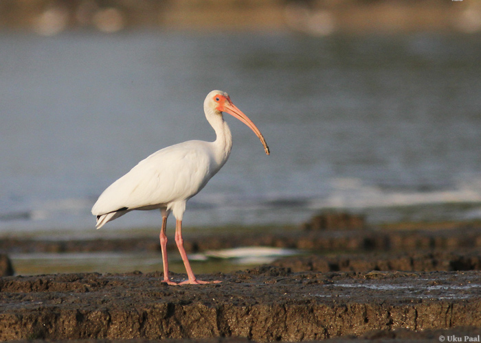 Valgeiibis (Eudocimus albus)
Panama, jaanuar 2014

UP
Keywords: white ibis