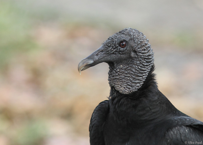 Ronkkondor (Coragyps atratus)
Asulate lähistel väga arvukas liik.

Panama, jaanuar 2014

UP
Keywords: black vulture