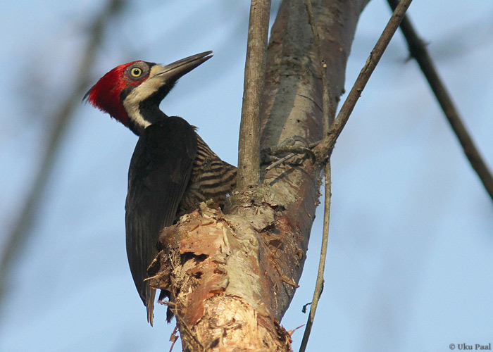 Vööt-musträhn (Dryocopus lineatus)
Panama, jaanuar 2014

UP
Keywords: lineated woodpecker