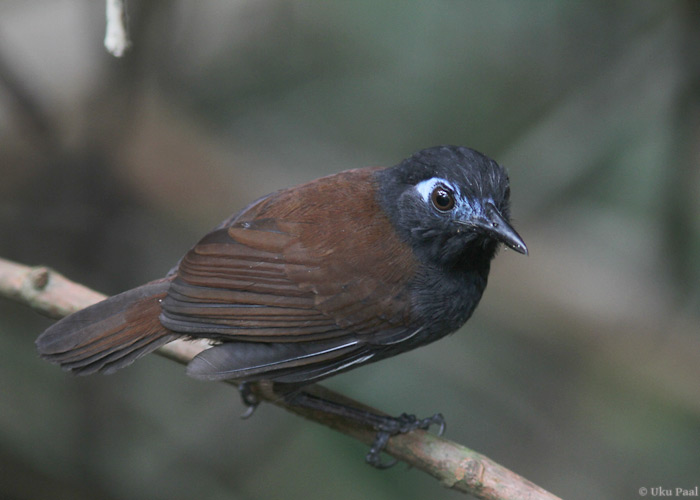 Myrmeciza exsul
Panama, jaanuar 2014

UP
Keywords: chestnut-backed antbird