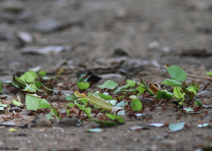 Lehelõikajad-sipelgad
Paljud vihmametsa linnud jälitavad sipelgaparvi, et sipelgate eest põgenevaid putukaid püüda. 

Panama, jaanuar 2014

UP
