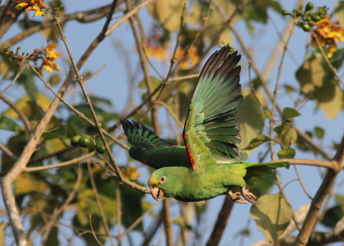 Kuldkiird-amatsoonpapagoi (Amazona ochrocephala)
Panama, jaanuar 2014

UP
Keywords: yellow crowned parrot
