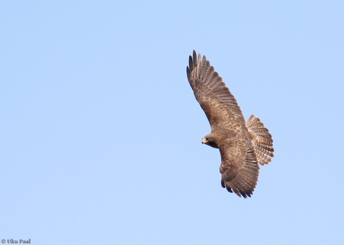 Linnuviu (Buteo brachyurus)
Panama, jaanuar 2014

UP
Keywords: short-tailed hawk
