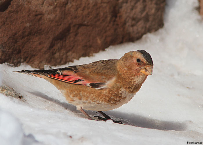Kõnnuleevike (Rhodopechys sanguineus alienus)
Maroko, märts 2011. Lääne-Palearktikas on kaks kõnnuleevikese alamliiki, mis tulevikus eraldiseisvateks liikideks ilmselt tõstetakse.

UP
Keywords: Crimson-winged Finch 