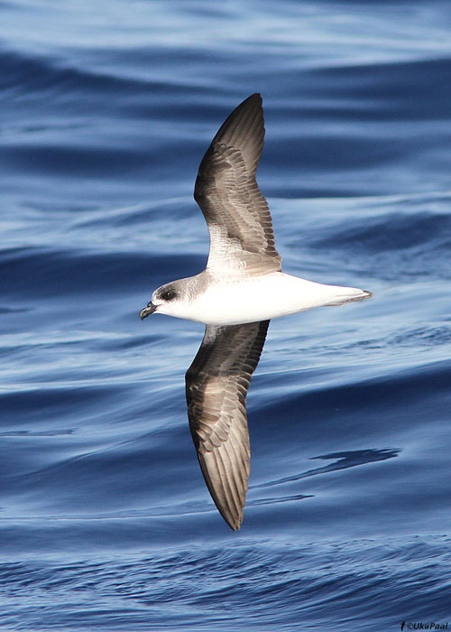 Gongon tormilind (Pterodroma feae) 
Madeira, august 2011

UP
Keywords: fea's petrel