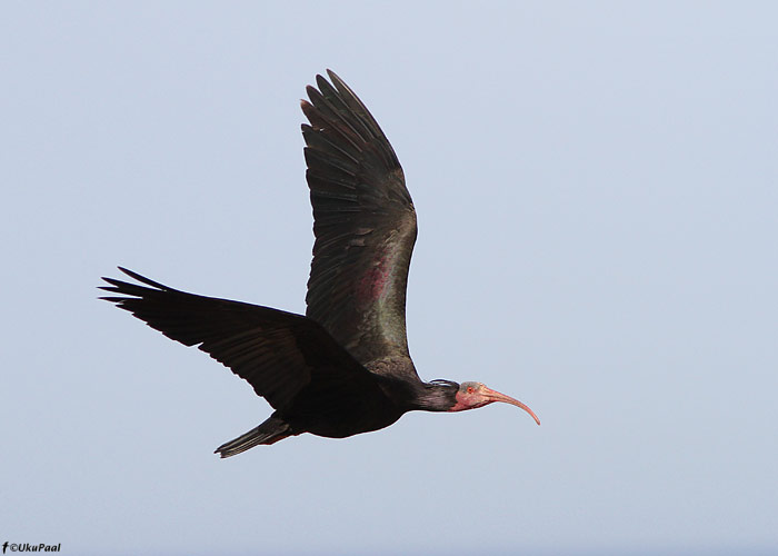Kaljuiibis (Geronticus eremita)
Maroko, märts 2011

UP
Keywords: bald ibis