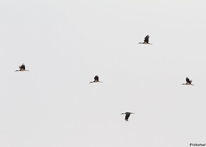 Must-toonekurgede (Ciconia nigra) rändeparv
Maroko, märts 2011

UP
Keywords: black stork
