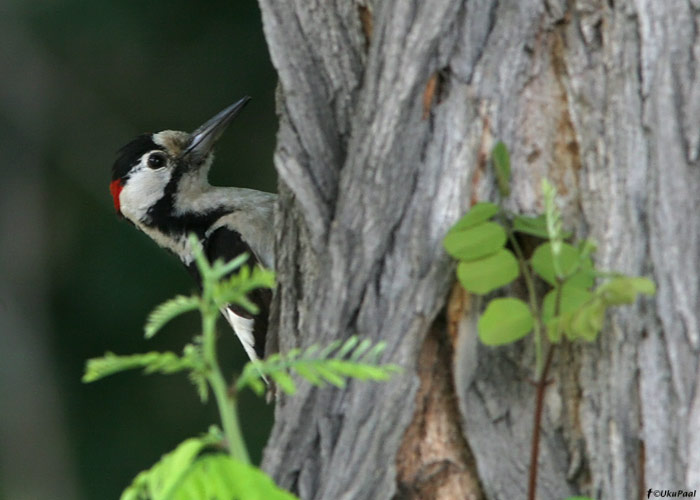 Salu-kirjurähn (Dendrocopos syriacus)
Armeenia, juuli 2009

UP
Keywords: syrian woodpecker