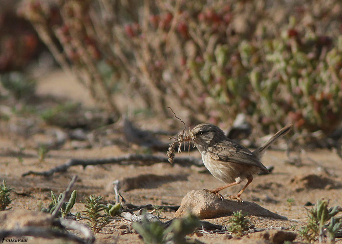 Kõrbe-puhmalind (Scotocerca inquieta)
Lääne-Sahara, märts 2011

UP
Keywords: scrub warbler