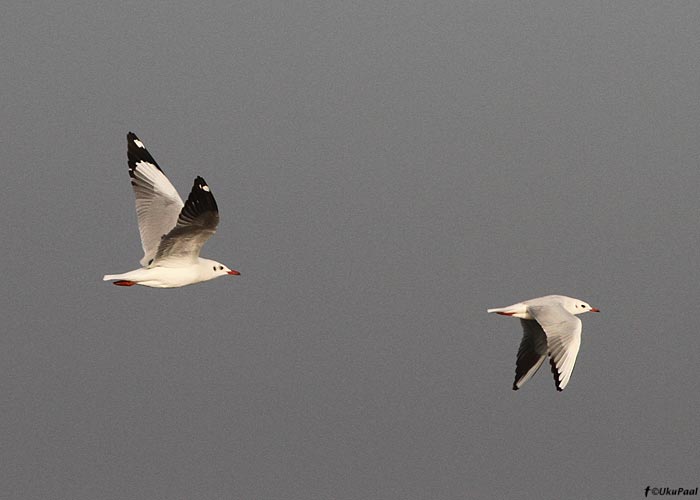 Mägi- ja naerukajakas (Larus brunnicephalus et ridibundus)
Birma, jaanuar 2012

UP
Keywords: black-headed gull slender-billed