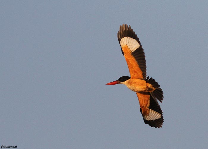 Mustpea-safiirlind (Halcyon pileata)
Birma, jaanuar 2012

UP
Keywords: black-capped kingfisher