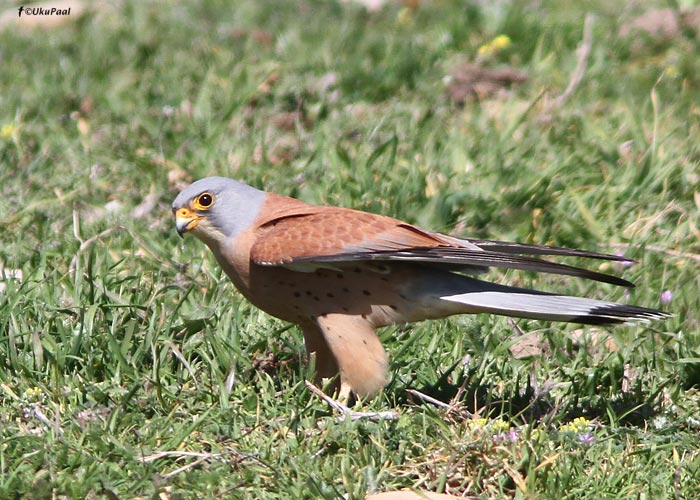 Stepi-tuuletallaja (Falco naumanni)
Maroko, märts 2011

UP
Keywords: lesser kestrel