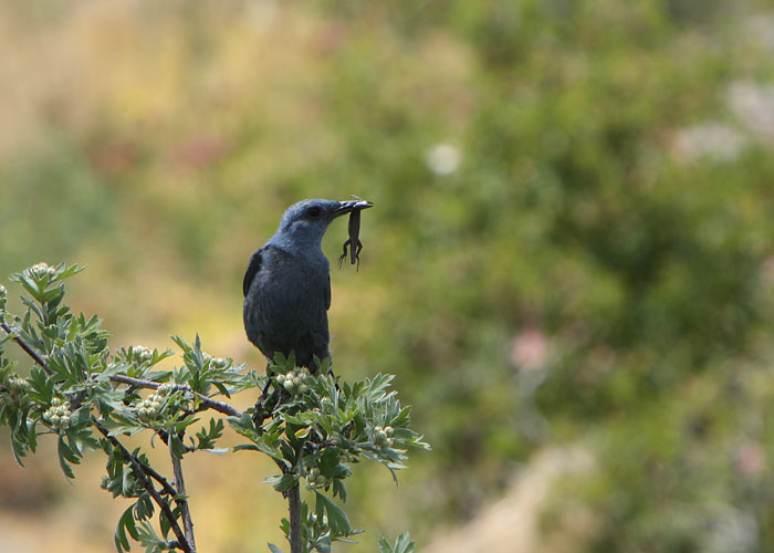 Sini-kivirästas (Monticola solitarius)
Armeenia, juulia 2009
Keywords: blue rock thrush