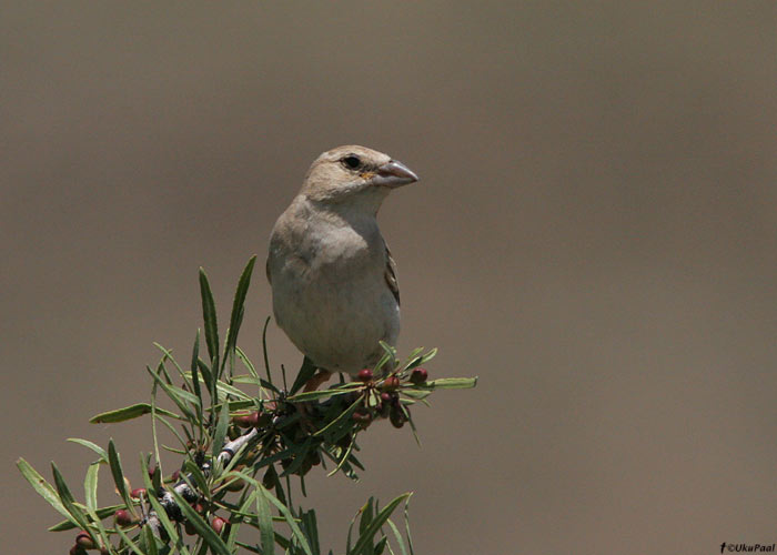 Kõnnuvarblane (Petronia brachydactyla)
Armeenia, juuli 2009

UP
Keywords: pale rock sparrow