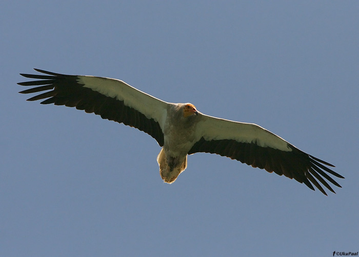 Raipekotkas (Neophron percnopterus)
Armeenia, juuli 2009

UP
Keywords: egyptian vulture