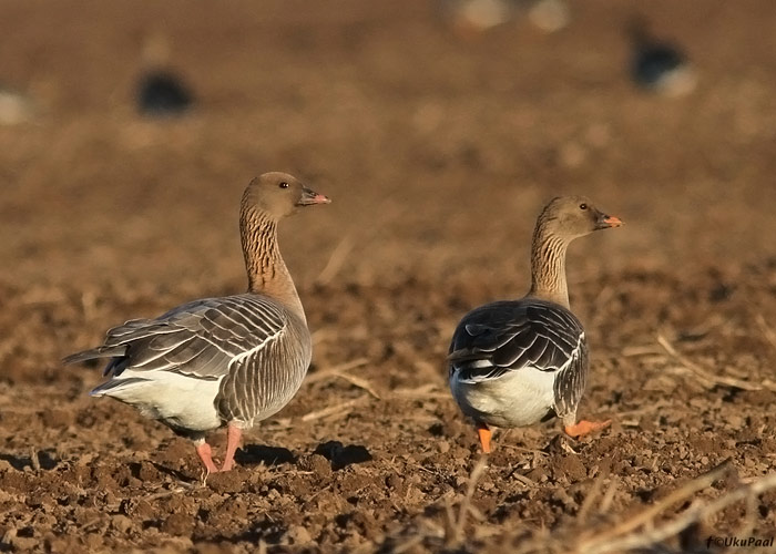 Lühinokk-hani (Anser brachyrhynchus) ja tundra-rabahani (Anser fabalis rossicus)
Tartumaa, mai 2013

UP
Keywords: pink-footed goose tundra bean goose